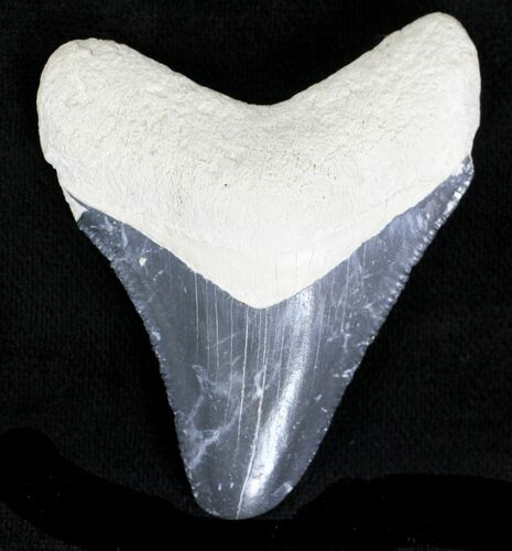 Serrated, Grey Bone Valley Megalodon Tooth #21557